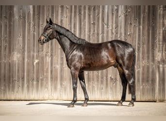 Oldenburgo, Caballo castrado, 5 años, 170 cm, Morcillo