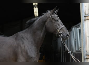 Oldenburgo, Caballo castrado, 5 años, 170 cm, Negro