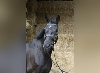 Oldenburgo, Caballo castrado, 5 años, 170 cm, Negro