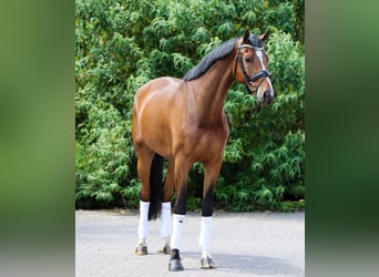 Oldenburgo, Caballo castrado, 5 años, 170 cm, Negro