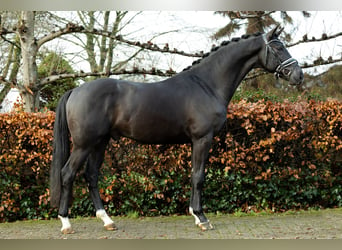 Oldenburgo, Caballo castrado, 5 años, 170 cm, Negro