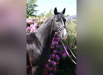 Oldenburgo, Caballo castrado, 5 años, 170 cm, Negro