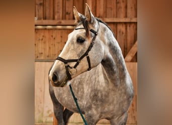 Oldenburgo, Caballo castrado, 5 años, 170 cm, Tordo