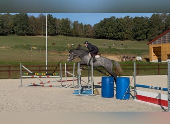 Oldenburgo, Caballo castrado, 5 años, 170 cm, Tordo