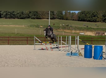 Oldenburgo, Caballo castrado, 5 años, 170 cm, Tordo