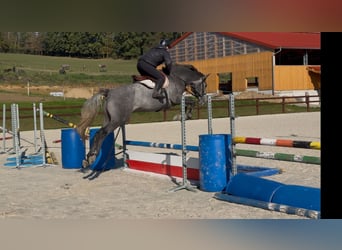 Oldenburgo, Caballo castrado, 5 años, 170 cm, Tordo