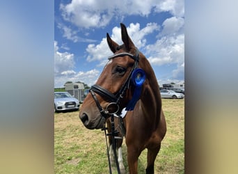 Oldenburgo, Caballo castrado, 5 años, 171 cm, Castaño