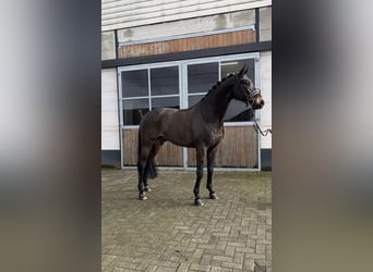 Oldenburgo, Caballo castrado, 5 años, 171 cm, Castaño oscuro