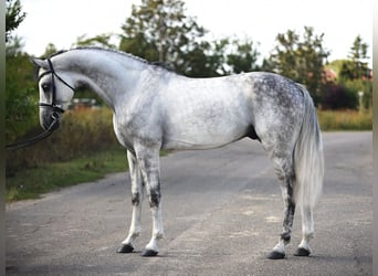 Oldenburgo, Caballo castrado, 5 años, 171 cm, Tordo