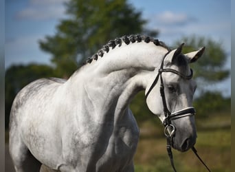 Oldenburgo, Caballo castrado, 5 años, 171 cm, Tordo