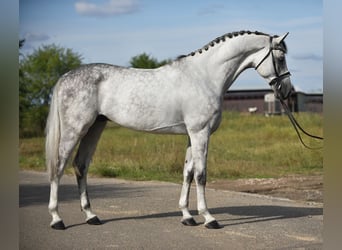 Oldenburgo, Caballo castrado, 5 años, 171 cm, Tordo