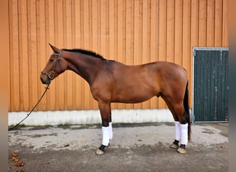 Oldenburgo, Caballo castrado, 5 años, 172 cm, Castaño
