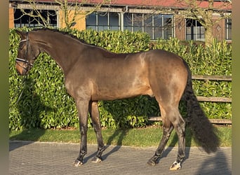 Oldenburgo, Caballo castrado, 5 años, 172 cm, Castaño