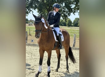 Oldenburgo, Caballo castrado, 5 años, 172 cm, Castaño