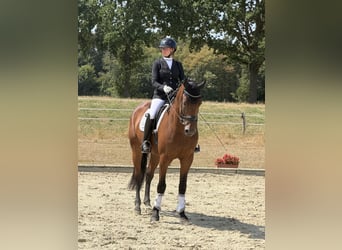 Oldenburgo, Caballo castrado, 5 años, 172 cm, Castaño