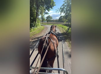 Oldenburgo, Caballo castrado, 5 años, 172 cm, Castaño