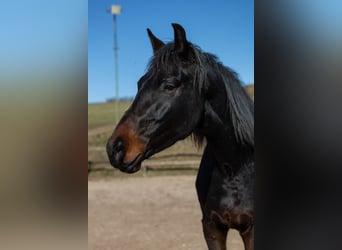 Oldenburgo, Caballo castrado, 5 años, 172 cm, Castaño