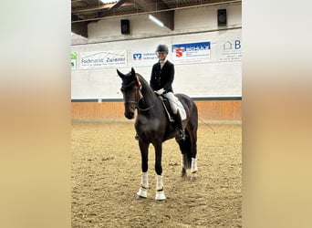 Oldenburgo, Caballo castrado, 5 años, 172 cm, Castaño oscuro