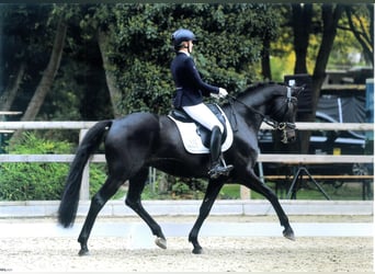 Oldenburgo, Caballo castrado, 5 años, 172 cm, Morcillo