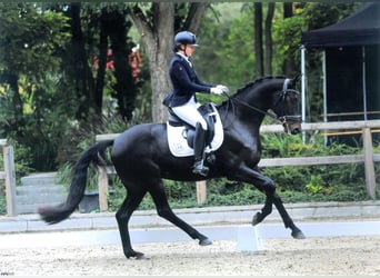 Oldenburgo, Caballo castrado, 5 años, 172 cm, Morcillo