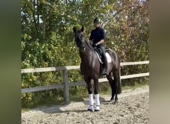Oldenburgo, Caballo castrado, 5 años, 172 cm, Negro