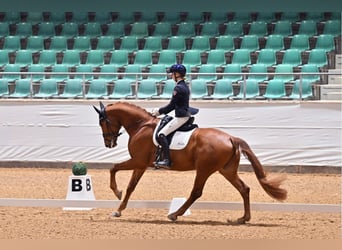 Oldenburgo, Caballo castrado, 5 años, 173 cm, Alazán