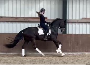 Oldenburgo, Caballo castrado, 5 años, 173 cm, Castaño oscuro