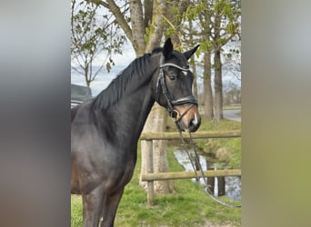 Oldenburgo, Caballo castrado, 5 años, 173 cm, Castaño oscuro