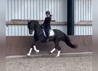 Oldenburgo, Caballo castrado, 5 años, 173 cm, Castaño oscuro