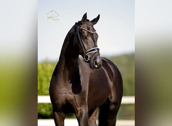 Oldenburgo, Caballo castrado, 5 años, 173 cm, Negro