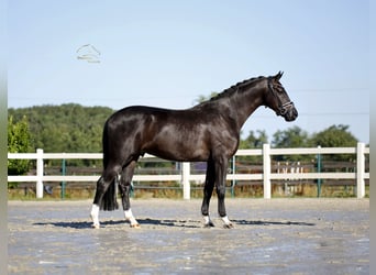 Oldenburgo, Caballo castrado, 5 años, 173 cm, Negro