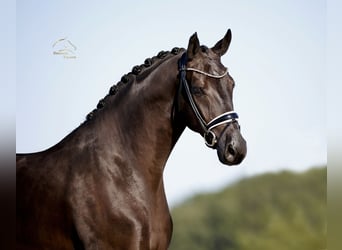 Oldenburgo, Caballo castrado, 5 años, 173 cm, Negro