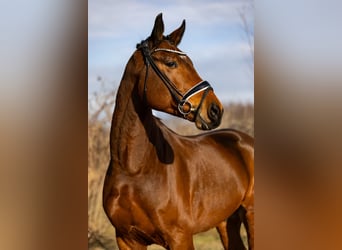 Oldenburgo, Caballo castrado, 5 años, 174 cm, Castaño