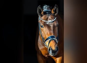 Oldenburgo, Caballo castrado, 5 años, 174 cm, Castaño