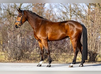 Oldenburgo, Caballo castrado, 5 años, 174 cm, Castaño