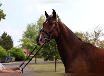 Oldenburgo, Caballo castrado, 5 años, 174 cm, Castaño