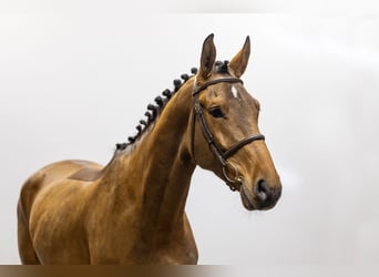 Oldenburgo, Caballo castrado, 5 años, 174 cm, Castaño