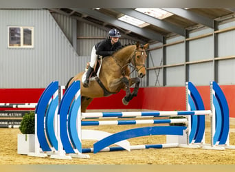 Oldenburgo, Caballo castrado, 5 años, 174 cm, Castaño