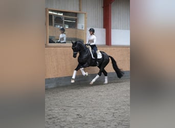 Oldenburgo, Caballo castrado, 5 años, 174 cm, Negro