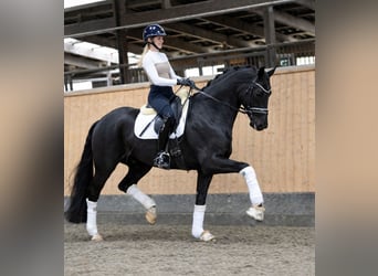 Oldenburgo, Caballo castrado, 5 años, 174 cm, Negro