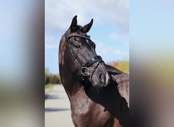 Oldenburgo, Caballo castrado, 5 años, 174 cm, Negro