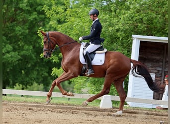 Oldenburgo, Caballo castrado, 5 años, 175 cm, Alazán-tostado