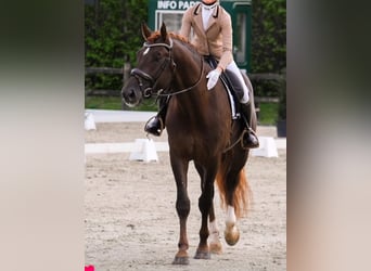 Oldenburgo, Caballo castrado, 5 años, 175 cm, Alazán-tostado