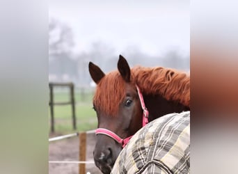 Oldenburgo, Caballo castrado, 5 años, 175 cm, Alazán-tostado