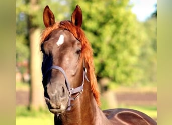 Oldenburgo, Caballo castrado, 5 años, 175 cm, Alazán-tostado