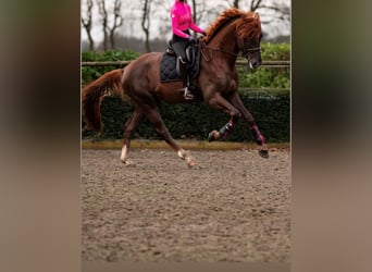 Oldenburgo, Caballo castrado, 5 años, 175 cm, Alazán-tostado