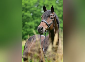 Oldenburgo, Caballo castrado, 5 años, 175 cm, Castaño Oldenburgo, Caballo castrado, 5 años, 175 cm, Castaño