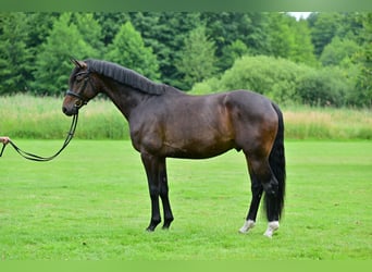 Oldenburgo, Caballo castrado, 5 años, 175 cm, Castaño Oldenburgo, Caballo castrado, 5 años, 175 cm, Castaño