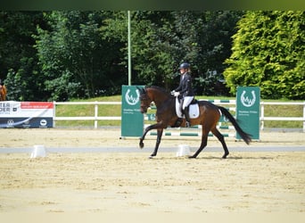 Oldenburgo, Caballo castrado, 5 años, 175 cm, Castaño oscuro