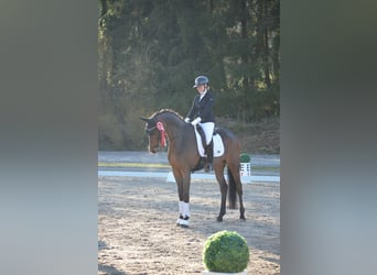 Oldenburgo, Caballo castrado, 5 años, 175 cm, Castaño oscuro